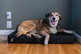 Earthing Elite&trade; Pet Bed with connection set