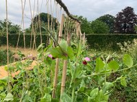 Kan ik ook teveel Aarden? Kan ik ook teveel Aarden?