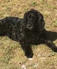Huisdieren en aarden Huisdieren en aarden