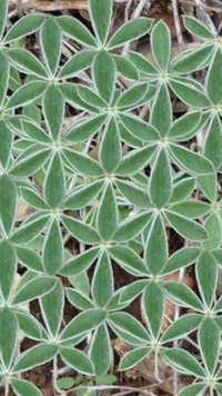 Slapen en aarden Slapen en aarden