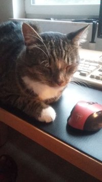 Vechten om de werkplek! Vechten om de werkplek!