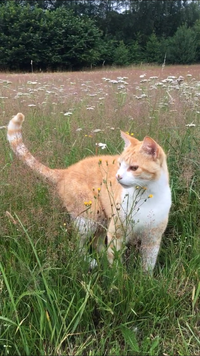 Kan aarden helpen beschermen tegen frequenties zoals 3G, 4G en 5G?