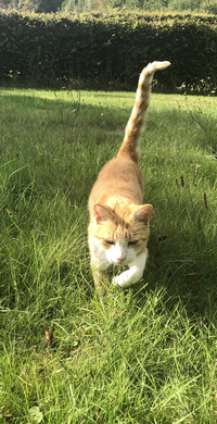 Maak contact met de aarde en help jezelf in het genezingsproces