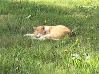 Slapen en aarden: voel je beter en zie er beter uit.