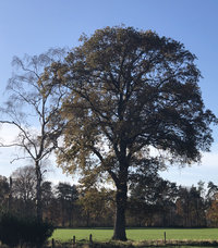 Aarden en healthy ageing