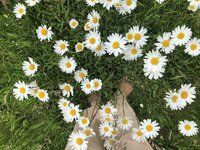 Spataderen en aarden