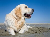 Huisdieren, fitter en gezonder met aarden