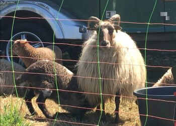 De liefde voor de Moeder