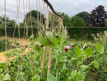 Kan ik ook teveel Aarden?