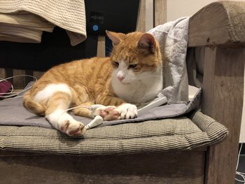 Je liefste huisdier aarden