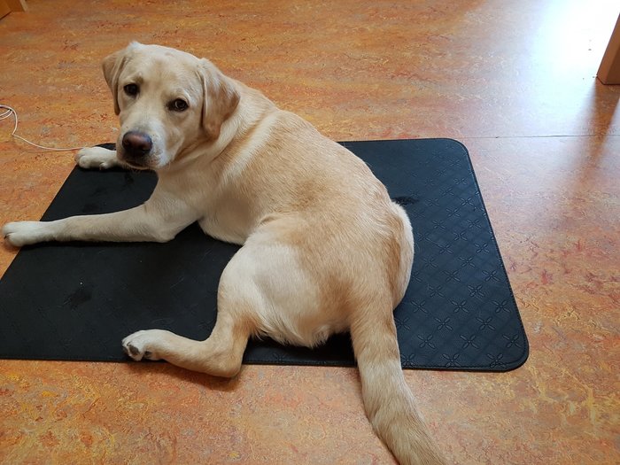 Earthing Mat For Pets Earthing Nederland